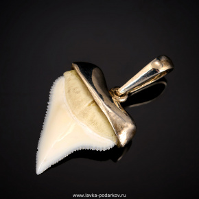 Подвеска-амулет из зуба белой рифовой акулы, фотография 0. Интернет-магазин ЛАВКА ПОДАРКОВ