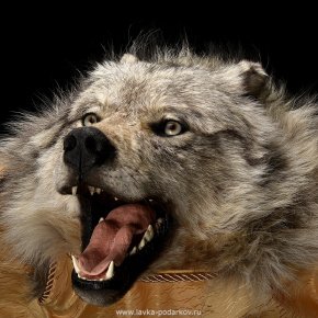 Шкура полярного волка, фотография 0. Интернет-магазин ЛАВКА ПОДАРКОВ