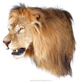 Настенное чучело "Голова льва", фотография 0. Интернет-магазин ЛАВКА ПОДАРКОВ