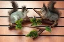  /УПРВТаксидермия Композиция из Чучел БЕЛОК настенная