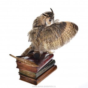 Чучело птицы  "Сова со стопкой книг", фотография 0. Интернет-магазин ЛАВКА ПОДАРКОВ