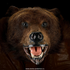 Шкура медведя (на подкладке), фотография 0. Интернет-магазин ЛАВКА ПОДАРКОВ