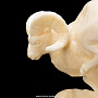 Скульптура из клыка моржа "Горный баран", фотография 8. Интернет-магазин ЛАВКА ПОДАРКОВ