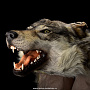 Шкура волка (ковер на подкладке), фотография 2. Интернет-магазин ЛАВКА ПОДАРКОВ