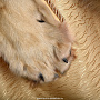Шкура полярного волка, фотография 3. Интернет-магазин ЛАВКА ПОДАРКОВ