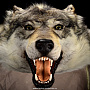 Шкура волка (ковер на подкладке), фотография 3. Интернет-магазин ЛАВКА ПОДАРКОВ
