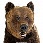 Чучело настенное "Голова медведя", фотография 5. Интернет-магазин ЛАВКА ПОДАРКОВ