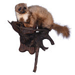 Чучело настенное "Куница"