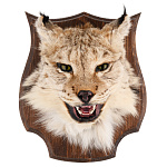 Таксидермия. Чучело настенное "Голова рыси"