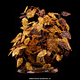 Денежное дерево из янтаря (18 веток), фотография 2. Интернет-магазин ЛАВКА ПОДАРКОВ