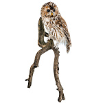 Чучело настенное "Сова серая"