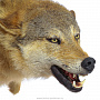 Чучело настенное "Голова волка", фотография 4. Интернет-магазин ЛАВКА ПОДАРКОВ