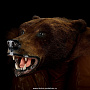 Шкура медведя (на подкладке), фотография 4. Интернет-магазин ЛАВКА ПОДАРКОВ