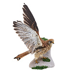 Чучело настенное "Ястреб-перепелятник"