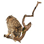 Настенное чучело птицы "Сова ушастая", фотография 6. Интернет-магазин ЛАВКА ПОДАРКОВ
