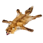 Таксидермия. Ковер из шкуры лисы