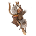 Таксидермия. Чучело настенное "Белки"