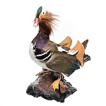  Таксидермия Чучело "Утка-мандаринка" настенное 