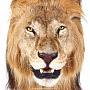 Настенное чучело "Голова льва", фотография 3. Интернет-магазин ЛАВКА ПОДАРКОВ