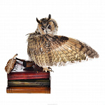 Чучело птицы  "Сова со стопкой книг"
