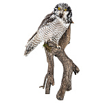 Чучело настенное "Сова ястребиная"