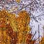 Янтарная картина "Береза у озера" 102х66 см, фотография 3. Интернет-магазин ЛАВКА ПОДАРКОВ