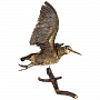 Настенное чучело птицы "Вальдшнепа летящий", фотография 1. Интернет-магазин ЛАВКА ПОДАРКОВ