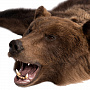 Ковер из шкуры бурого медведя (на подкладке), фотография 3. Интернет-магазин ЛАВКА ПОДАРКОВ