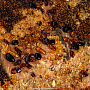 Картина янтарная "Рассвет в лесу" 78х98 см, фотография 4. Интернет-магазин ЛАВКА ПОДАРКОВ