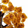 Денежное дерево из янтаря 32 см, фотография 5. Интернет-магазин ЛАВКА ПОДАРКОВ