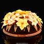 Настольная цветочная композиция из янтаря, фотография 1. Интернет-магазин ЛАВКА ПОДАРКОВ