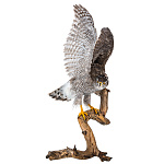 Чучело настенное "Ястреб-тетеревятник"