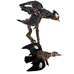 Чучело настенное "Утка мандаринка"