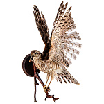  Таксидермия Чучело "Копчик Раскрытые крылья"   настенное