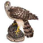  Таксидермия ЯСТРЕБ-ТЕТЕРЕВЯТНИК крылья закрыты