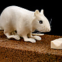 Скульптура из кости "Мышь на хлебе". Кость мамонта, рог лося, фотография 3. Интернет-магазин ЛАВКА ПОДАРКОВ