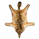 Таксидермия. Ковер из шкуры волка