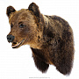 Чучело настенное "Голова медведя", фотография 1. Интернет-магазин ЛАВКА ПОДАРКОВ