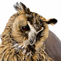 Чучело птицы настенное "Сова ушастая", фотография 4. Интернет-магазин ЛАВКА ПОДАРКОВ