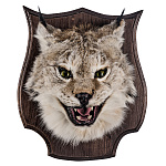 Чучело настенное "Голова рыси"