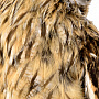 Чучело птицы настенное "Сова ушастая", фотография 5. Интернет-магазин ЛАВКА ПОДАРКОВ