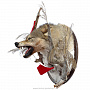 Чучело настенное "Голова волка. Воин с флажками", фотография 2. Интернет-магазин ЛАВКА ПОДАРКОВ