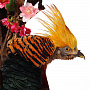 Настенное чучело птицы "Фазан золотой", фотография 4. Интернет-магазин ЛАВКА ПОДАРКОВ