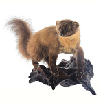  Чучело "Куница" настенное