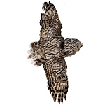 Чучело настенное "Сова уральская"