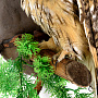 Чучело птицы настенное "Сова ушастая", фотография 3. Интернет-магазин ЛАВКА ПОДАРКОВ