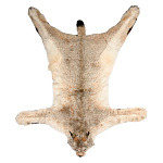 Таксидермия. Ковер из шкуры рыси