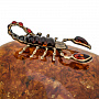 Шкатулка из янтаря "Знак зодиака Скорпион", фотография 4. Интернет-магазин ЛАВКА ПОДАРКОВ