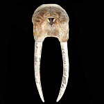  Кость моржа Композиция "ГОЛОВА МОРЖА"