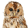 Настенное чучело птицы "Сова-неясыть", фотография 2. Интернет-магазин ЛАВКА ПОДАРКОВ